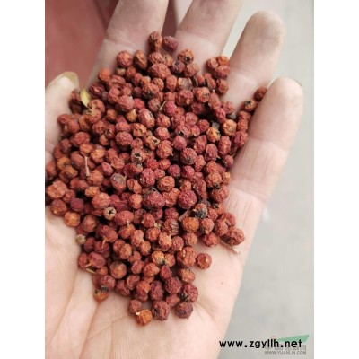 九江杜英小苗批發(fā) 杜英杯苗 杜英樹苗偉創(chuàng)園林報價