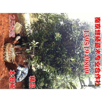 桂花，精品桂花樹，南京桂花價格