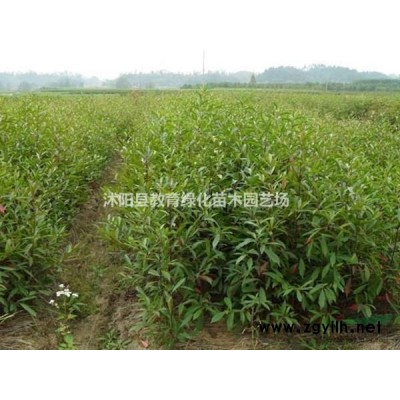 供應(yīng)各種規(guī)格樂昌含笑，深山含笑，杜英，教育苗木專業(yè)銷售