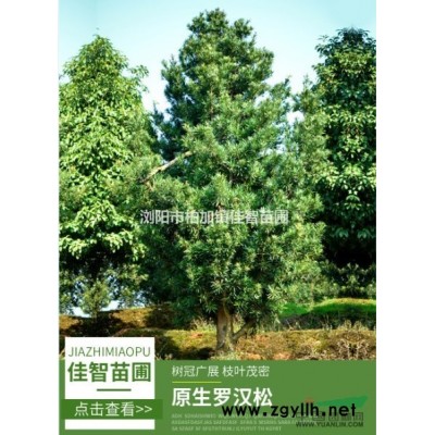 瀏陽(yáng)市佳智苗圃全年低價(jià)供應(yīng)精品香樟/精品桂花/精品廣玉蘭