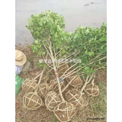 優(yōu)質(zhì)特價桂花產(chǎn)地直銷
