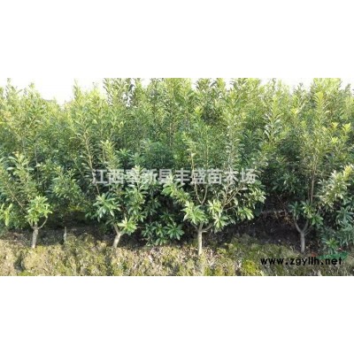 江西杜英袋苗杜英袋苗基地杜英袋苗種植,杜英袋苗價(jià)格