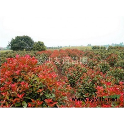 供應(yīng)杜英，湖南杜英，杜英工程用苗