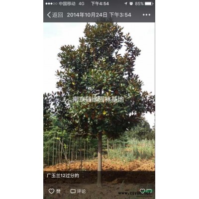 供應/桂花樹價格報價是多少，桂花樹價格報價參考