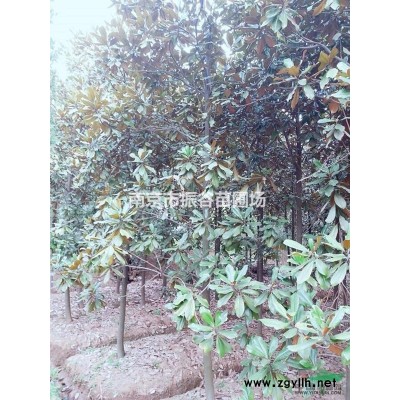 江蘇地區供應15公分獨桿桂花