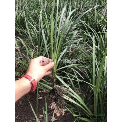 米徑12公分杜英批發.成都杜英批發種植基地.杜英批發價格