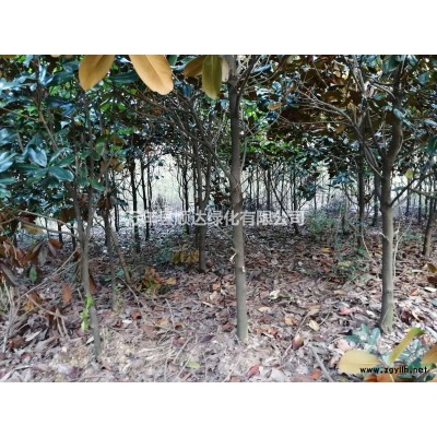 征地低價拋售，移栽杜英，地徑3-10公分，價格電議