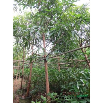 10-15分小葉杜英假植苗