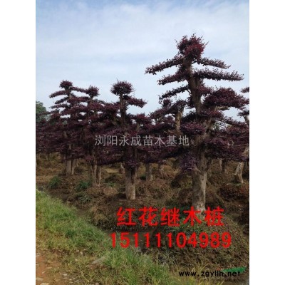 紅楓，2014年紅楓價格，湖南紅楓供應，嫁接紅楓價格