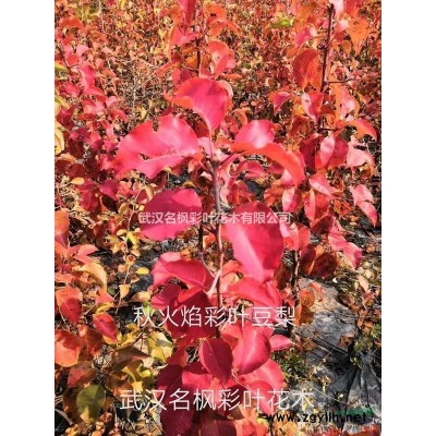 紅冠紅楓苗圃-湖北精品紅冠紅楓供應(yīng)-名楓彩葉