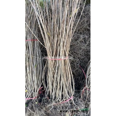 江蘇沭陽馬褂木價(jià)格_江蘇馬褂木報(bào)價(jià)_江蘇馬褂木苗圃基地