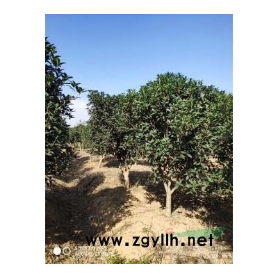 供應(yīng)美國(guó)紅楓  精品美國(guó)紅楓  紅楓