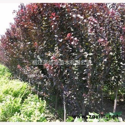 供應紅花紫薇 叢生紫薇  丁香 紫荊 紅楓 紫葉李 價格優(yōu)惠