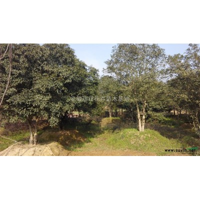 馬褂木安徽瑞祥花卉苗木基地，規格*低價銷售