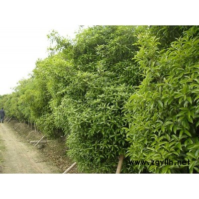 紅楓、龍柏、大葉女貞、香樟、馬褂木、桂花等苗木