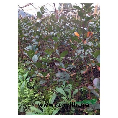 桂花苗，紅火箭紫薇苗，紅火箭紫薇小苗，美國紅火箭紫薇苗