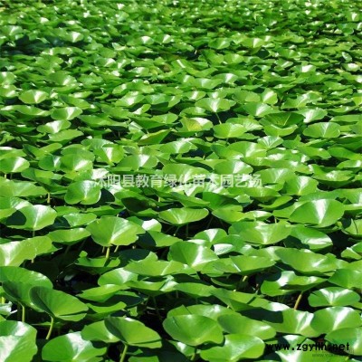 【美國紅楓】新_產(chǎn)地價格_哪里能買_到美國紅楓
