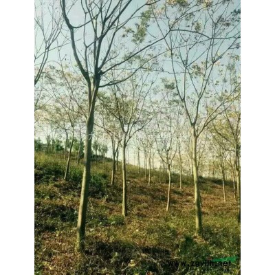 馬褂木基地，鵝掌楸基地