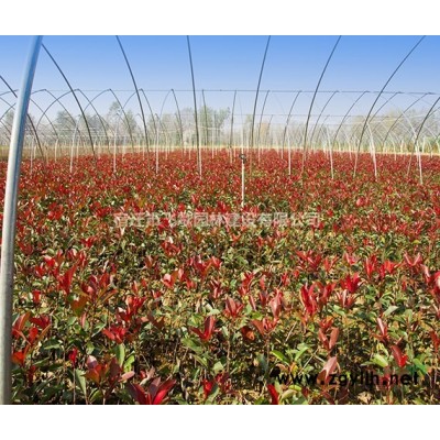 供應江蘇美國紅楓，胸徑5-8公分