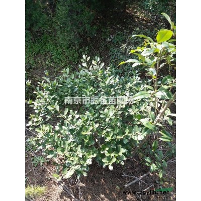供應15公分馬褂木