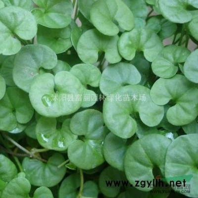 1-5CM紅葉李，紫薇，木瓜樹，垂柳，木槿，女貞，梅花，桂花
