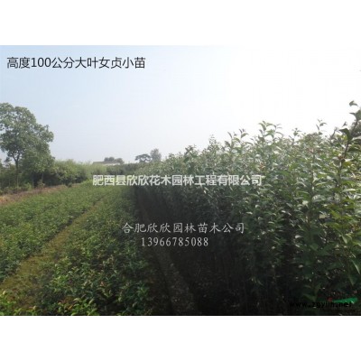 三角楓行情報(bào)價(jià)\三角楓圖片展示、五角楓、紅楓、青楓、雞爪槭