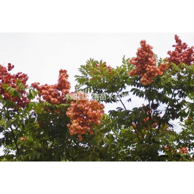 宿遷紅楓價(jià)格地徑2-3-4-5公分紅楓產(chǎn)地直銷