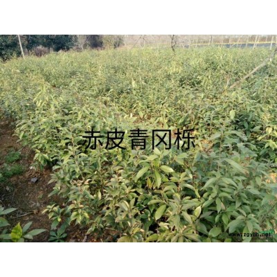 批發(fā)零售紅楓種子，江西九江紅楓種子，紅楓綠化苗木直銷