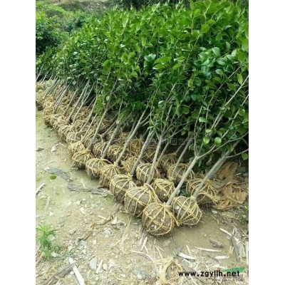 紅楓4行情報價\紅楓4圖片展示