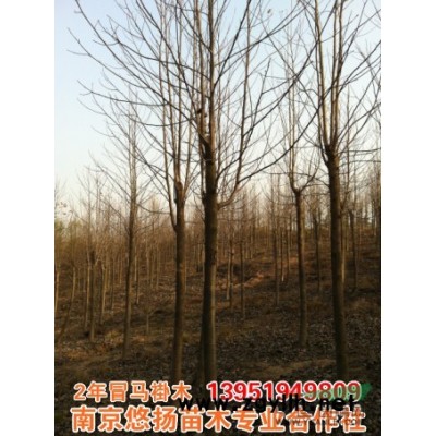 紅楓，美國紅楓，紅楓批發，美國紅楓供應價格