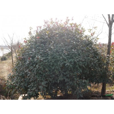 紅葉石楠球，日本紅楓，各種碧桃，北美海棠等