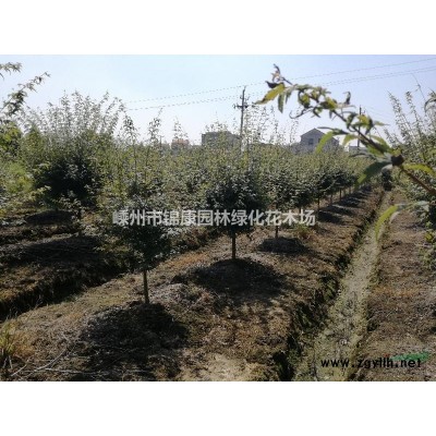 浙江嵊州供應紅葉李1-18公分景觀工程苗