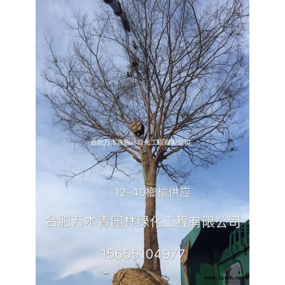 安徽地區8-15紅葉李供應