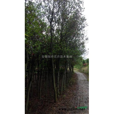 紅楓安徽肥西瑞祥花木公司，低價出售