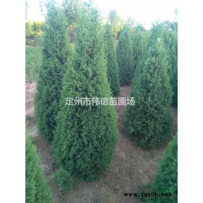 優(yōu)質(zhì)紅葉李出售  河北紅葉李  紅葉李價(jià)格  保定紅葉李 定州紅葉李