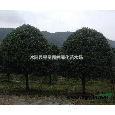 優(yōu)質(zhì)紅葉李基地直銷批發(fā)園林綠化喬木色塊苗等綠化苗木工程用苗