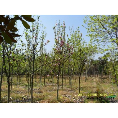 *新的紫葉李價(jià)格報(bào)價(jià)信息咨詢 南京紅葉李價(jià)格參考