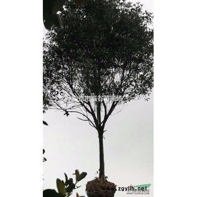 江蘇地區供應2-8公分美國紅楓