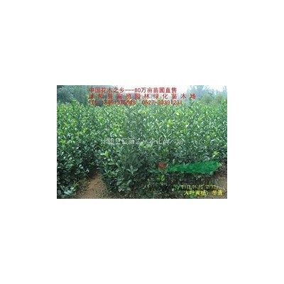 紅楓小苗價格 低價批發紅楓小苗500萬 正在便宜批發中！