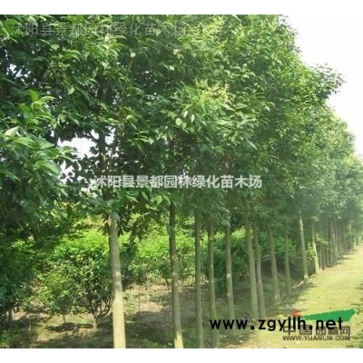 紫葉李小苗，紅葉李小苗 櫻花小苗、紫荊、紫薇