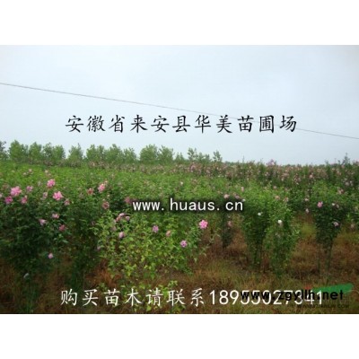 紅楓-華美苗圃