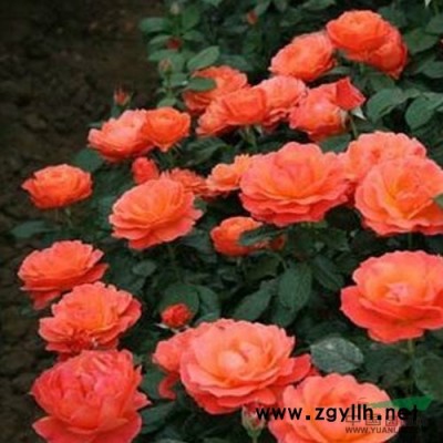 紅楓行情報(bào)價(jià)\紅楓圖片展示