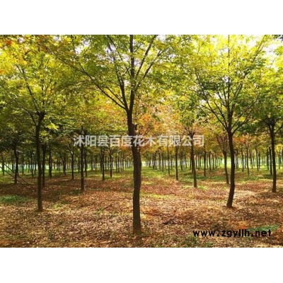 江蘇紫葉李 批紅葉李 紫葉李工程苗 紫葉李價(jià)格 紫葉李供應(yīng)
