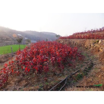 美國紅楓，美國紅楓種子，美國紅楓小樹苗