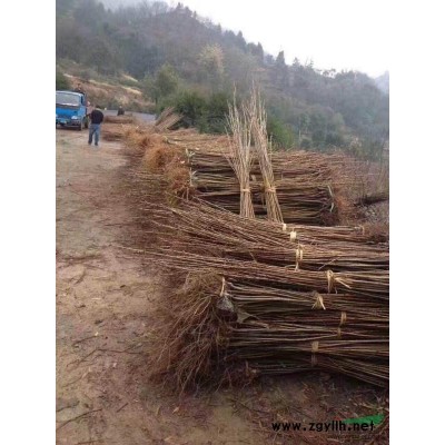 各類小苗紅梅，紅葉李