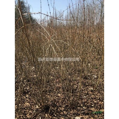 供應紅葉李 紫葉李 紅花紫薇 紅花碧桃 欒樹批發(fā)