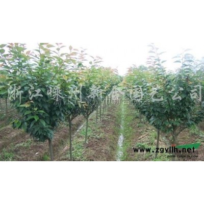 現(xiàn)有紅葉李7一10公分1500棵低價處理