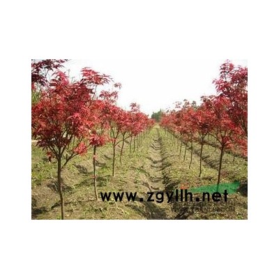 紅葉李供應(yīng)/紅葉李圖片