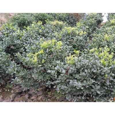 苗圃種植苗、工程用苗紅瑞木、錦帶花、連翹、迎春花