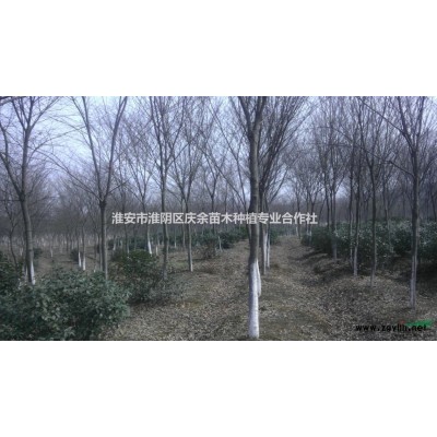 江蘇淮安供應優質紅葉石楠樹，5公分紅葉石楠樹價格